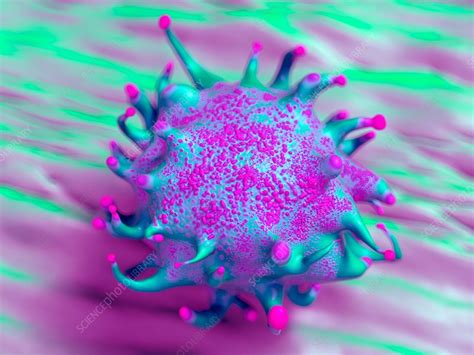 Lymphoma Cancer Cell Stock Image F0176177 Science Photo Library