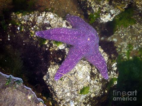 Real Live Purple Starfish In Nature Photograph By Davids Digits Fine