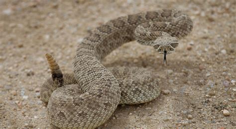 Prairie Rattlesnake The Nature Conservancy