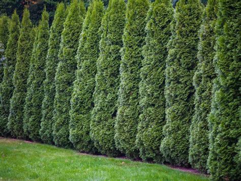 Everything You Need To Know About Emerald Green Arborvitae Trees Fast