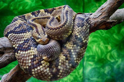 Download Reptile Snake Animal Rattlesnake 4k Ultra Hd Wallpaper