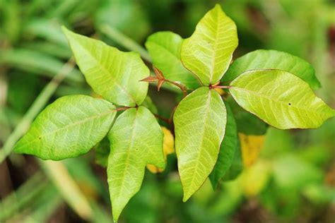 Pin By Vaishali Joshi On Health And Fitness Poison Ivy Plants Poison