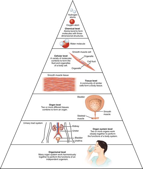 Structural Organization Of The Human Body Anatomy And Physiology