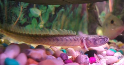 The dragon pet fish found here are available in distinct pack sizes. Freshwater Dragon Fish Care Guide for Beginner | Tropical ...