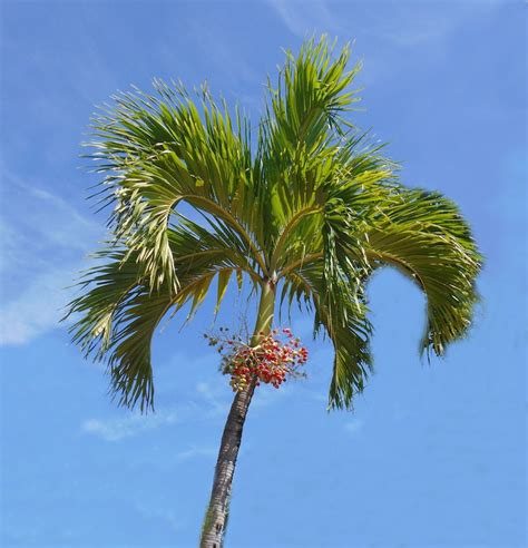 Christmas Palm Manila Palm Adonidia Veitchia Merrillii Etsy