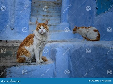 Cats In Chefchaouen The Blue City In The Morocco Stock Photo Image