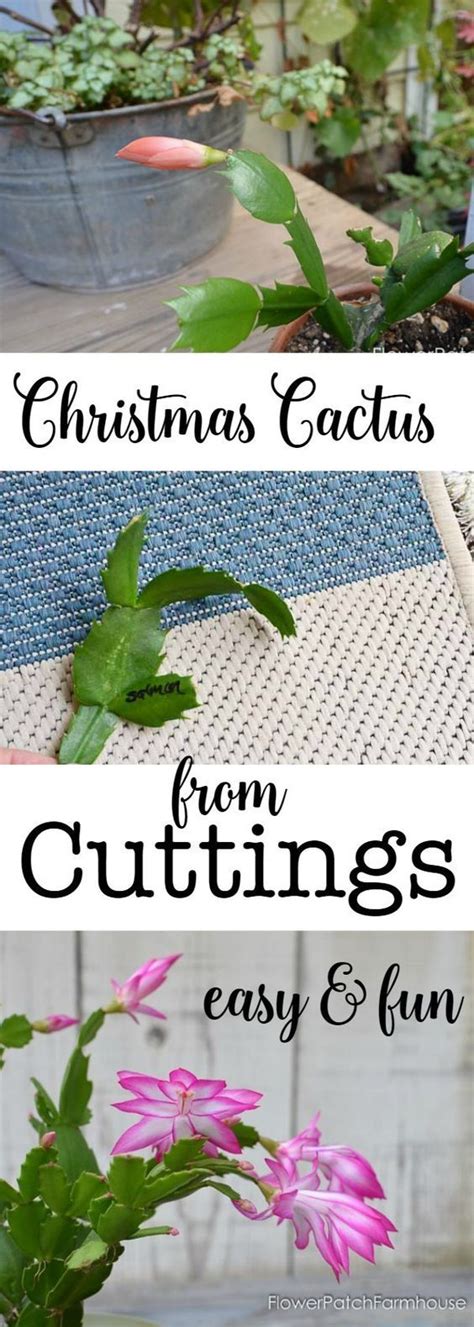 The fishhook barrel cactus (ferocactus wislizeni), shown here, is so named for the many hooked spines that cover the cactus, providing protection from hungry animals. easy How to Root Christmas Cactus Plant | Christmas cactus ...