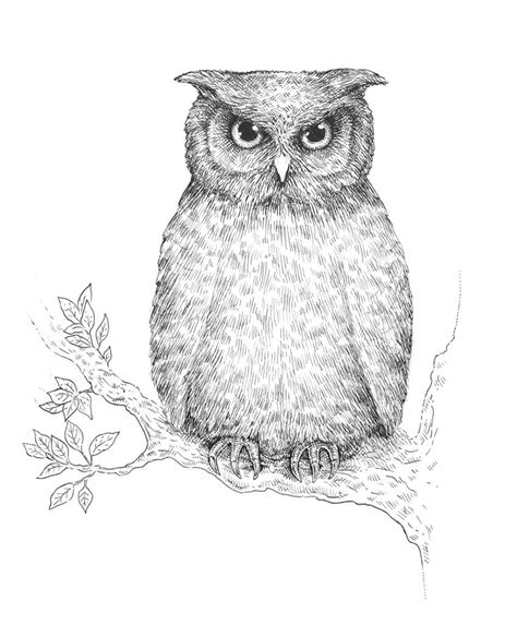 This section includes fun easy owl picture drawing. How to Draw an Owl