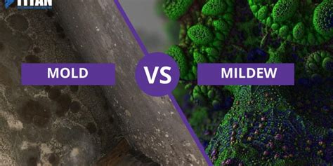 Mold Vs Mildew Whats The Difference Comparision Table Inside
