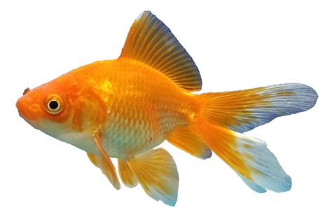 Goldfish Png Pic Png All Png All