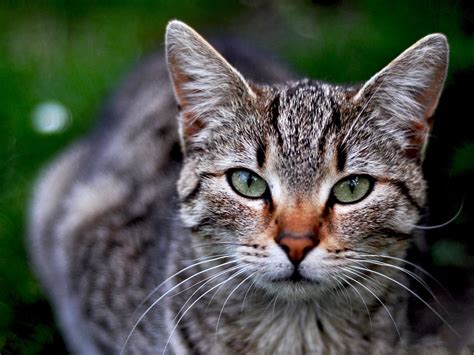 Orange cats can have gold, green, or copper eyes. View topic - ☘CLOVERCLAN - FORMS ＋ DISCUSSION - Chicken ...