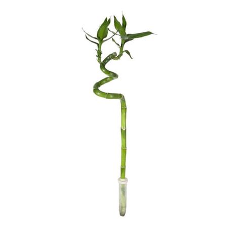 Costa Farms Lucky Bamboo Spiral Single Stem Plant In Pot Lb45 The