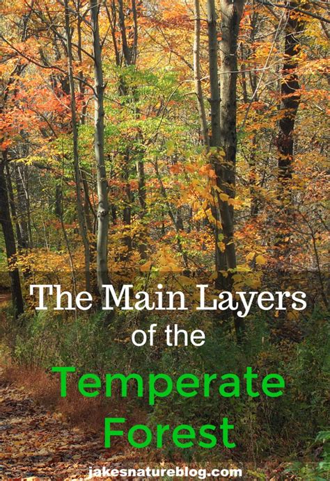 The Five Main Temperate Forest Layers Forests Have Layers Jakes