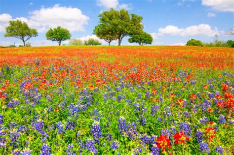 Dreaming Of Wildflowers Texas Wildflower Pictures Photos Images