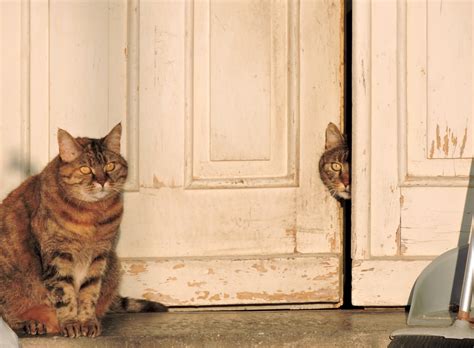 Free Images House Cute Porch Looking Portrait Tabby Door
