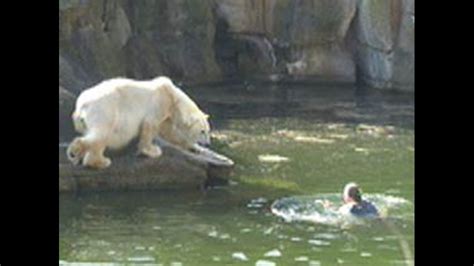 Woman Attacked By Polar Bear At Berlin Zoo