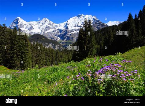Alp Alps Flora View Mountain Mountain Panorama Mountains