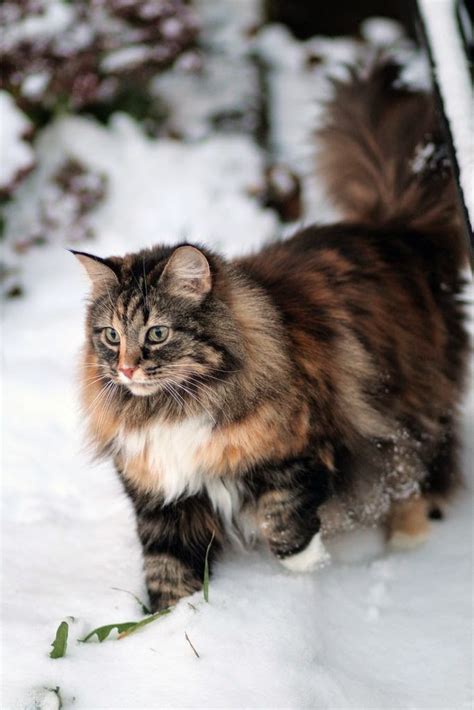 Longhaired cat breeds have beautiful, luscious coats, but they often require more frequent grooming. Cute Dogs and Cats: Top 5 Long Haired Cat Breeds