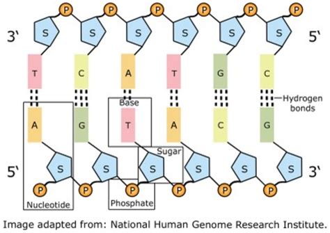 Which pair of nitrogenous bases will form a bond in a dna molecule? IB Lifeline : RNA and DNA Replication