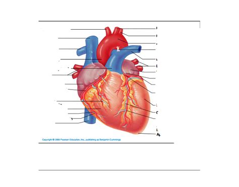 Human Heart Labeling Quiz