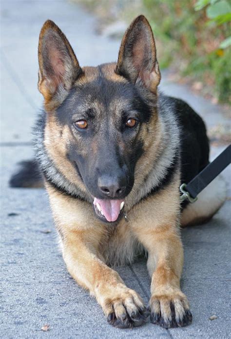 Westside German Shepherd Rescue Of Los Angeles Beautiful Dogs German