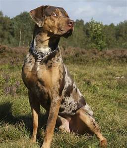What Are The Breeds Of A Catahoula Leopard Dog