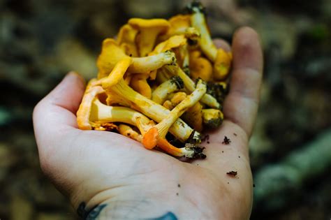 How To Find And Cook Chanterrelle Mushrooms Backcountry Hunters And