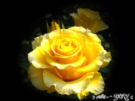Golden Rose By Extrayuri On Deviantart