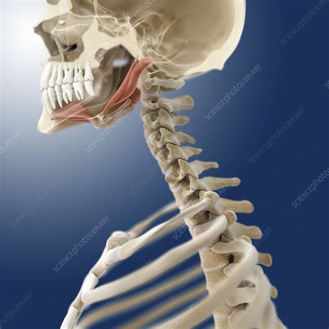 Suprahyoid Muscles Artwork Stock Image C0130795 Science Photo Library