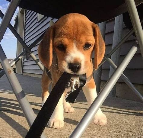 14 Beagles Are So Happy You Cant Help But Smile Petpress Beagle