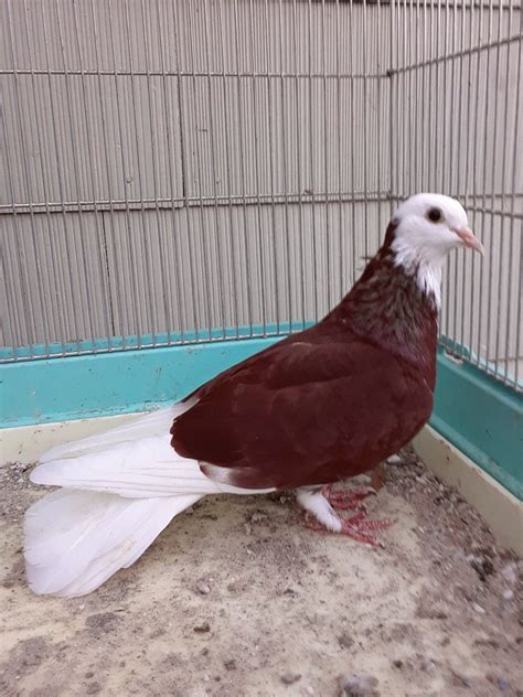 It's a online pet bird shop.we only sell cage birds.no wild birds here for sell.any kind of. Pigeon Birds For Sale | Garfield, NJ #284896 | Petzlover