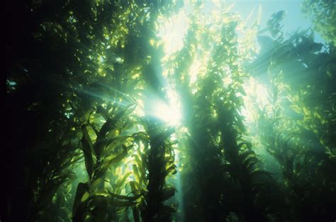 Underwater Forests Exploring Kelp Canopies Thurstontalk