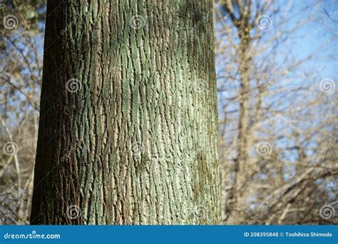 Beautiful Tulip Tree Bark In Winter Stock Photo Image Of Natural
