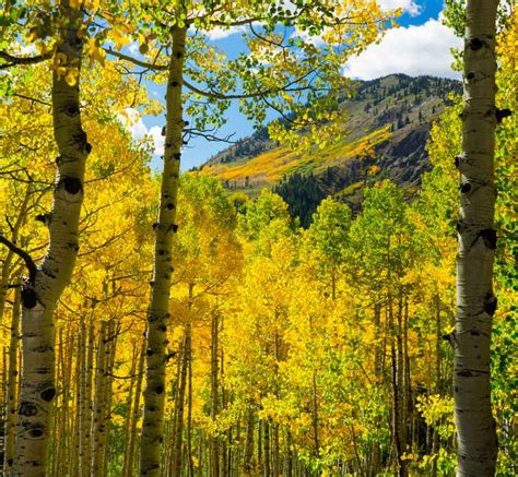 5 Best Fall Foliage Drives Near Crested Butte Fall Foliage Drives