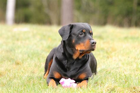 Hard working and high in courage… rottweilers are considered to be one of the oldest breeds of dog with an origin way back to roman times where they were used as herder or. Rottweiler