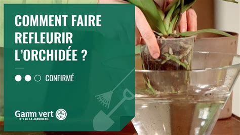 Une voiture écolo doit donc être moins gourmande en combustible. TUTO Comment faire refleurir une orchidée ? - Jardinerie ...