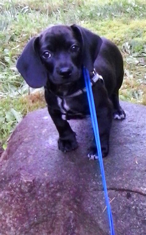 Some lab mix puppies for sale may be shipped worldwide and include crate and veterinarian checkup. Labrador Hound Mix Puppies | Lab mix puppies, Basset hound mix, Puppy dog pictures