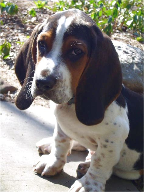 Basset puppies hound puppies basset hound puppy cute puppies cute dogs dogs and puppies doggies beagles gaspard. Basset Hound Beagle Mix Puppies For Sale In Michigan ...
