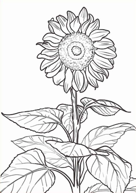 Bunga zinnia mix color termasuk bunga yang mudah tumbuh dan di jamin cepat tumbuh. Gambar Bunga Matahari Untuk Mewarnai | Halaman mewarnai ...