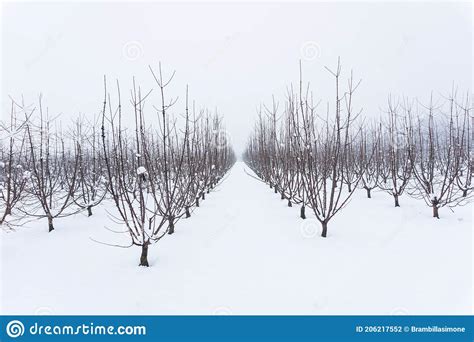 Snowy Orchard On A Winter Day Stock Photo Image Of Farm Landscape