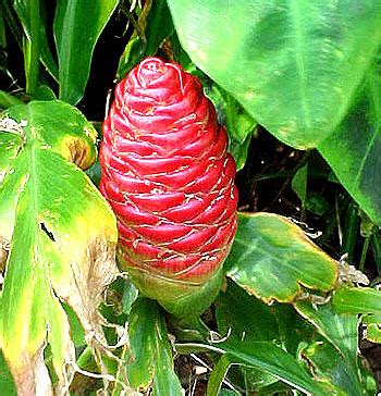 Red ginger is easily grown and maintained. The Garden's Gift
