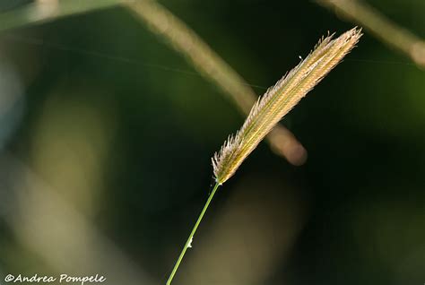 The Singing Grasses Of Africa Africa Geographic