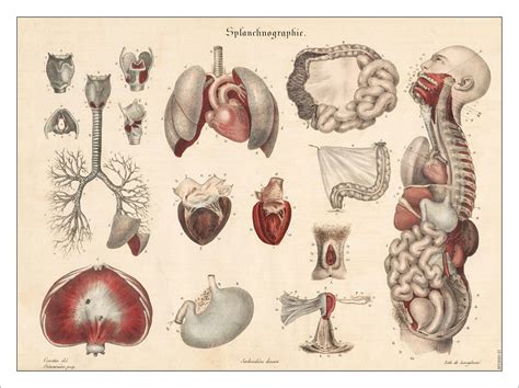 Anatomical Illustration Of Internal Organs Medical Print Art Print £7