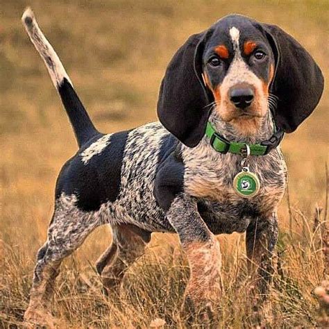 If you see what you like, contact us today to meet your new, furry visit our available puppies for sale at petland monroeville located in monroeville, pa! Blue Tick Beagle Puppies For Sale Near Me | PETSIDI