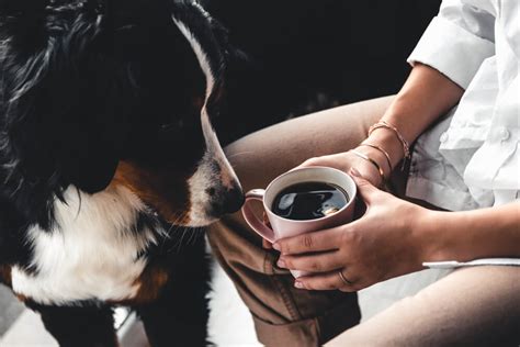 Check spelling or type a new query. Dogs Drinking Coffee: A Habit Your Dog Should Give Up ...