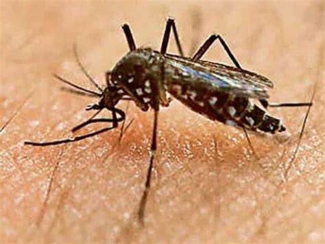 First Case Of Zika Virus Confirmed In Karnataka