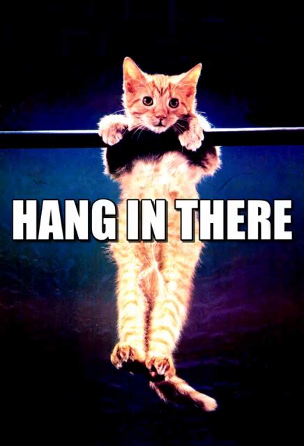 Cat Hang In There Meme Meme Walls