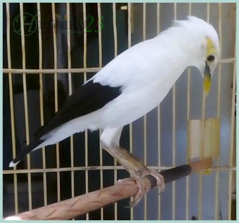 Maybe you would like to learn more about one of these? Burung Jalak Putih | Burung, Jalak, Putih