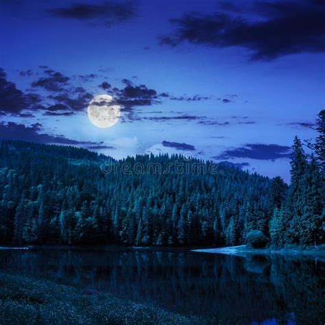 986 Mountain River Pine Forest Night Stock Photos Free And Royalty Free