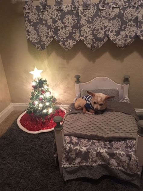 Leaving bed has become the hardest thing for me, mainly because i get to leave the woman of my dreams. Owner Surprised Her Tiny Chihuahua With a Mini Christmas ...